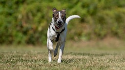 Hund mit weißem Fell und gestromtem Abzeichen läuft hechelnd auf die Kamera zu 