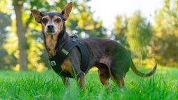 Kleine schwarz-braune Hündin mit einem schwarzen Geschirr steht auf einer Wiese