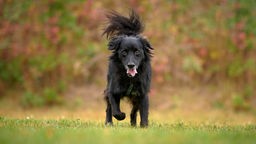Schwarzer Hund rennt hechelnd über eine Wiese 