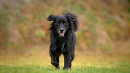 Schwarzer Hund rennt hechelnd über eine Wiese 