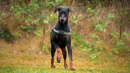 Großer schwarzer Hund mit braunen Details steht auf einer Wiese