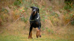 Großer schwarzer Hund mit braunen Details läuft über eine Wiese