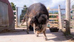 Schwarz-weißes Schwein mit einer wolligen Mähne steht in einem Stall