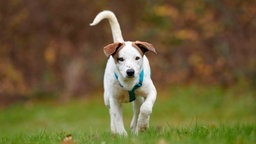 Ein Hund mit weißem Fell und braunen Flecken auf einer Wiese 