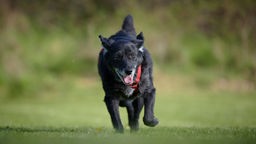 Schwarzer Hund mit einem roten Geschirr rennt hechelnd über eine Wiese