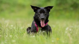 Großer schwarzer Hund mit braunen Augen und einem pinken Geschirr liegt hechelnd auf einer Wiese