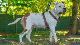 Weiß-brauner Hund mit einem braunen Geschirr steht seitlich auf einer Wiese