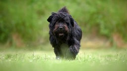 Hund mit langem schwarzem Fell läuft über eine Wiese in Richtung Kamera 
