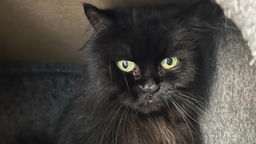Eine schwarze Katze mit grünen Augen