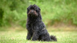 Mittelgroßer Hund mit langem schwarzem Fell sitzt auf einer Wiese und schaut seitlich in die Kamera 