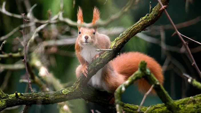 Aufnahme von Eichhörnchen im Geäst