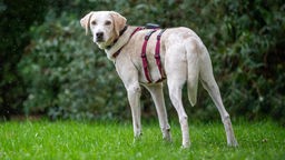 Ein großer beiger Hund mit einem lila Geschirr steht seitlich auf einer Wiese