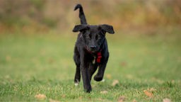 Schwarzer Hund mit rotem Geschirr rennt über eine Wiese
