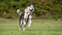 Ein großer Hund mit schwarz-weißem Fell läuft hechelnd über eine Wiese 