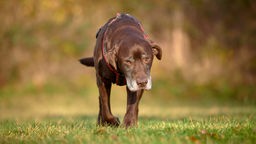 Ein großer, brauner Hund mit grauer Schnauze läuft über eine Wiese