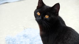 Schwarze Katze mit bernsteinfarbenen Augen 