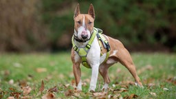 Ein Hund mit hellbraun-weißem Fell steht auf einer Wiese 