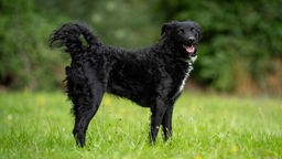 Schwarzer Hund mit lockigem Fell steht hechelnd auf einer Wiese