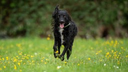 Schwarzer Hund mit lockigem Fell rennt hechelnd über eine Wiese