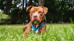 Brauner Hund mit blauem Halsband sitzt auf einer Wiese in der Sonne 