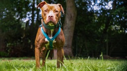 Brauner Hund mit blauem Halsband steht auf einer Wiese in der Sonne