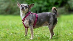 Kleiner bunt gefleckter Hund mit einem lila Geschirr steht auf einer Wiese