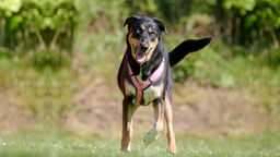 Großer dreifarbiger Hund mit lila Geschirr läuft über eine Wiese