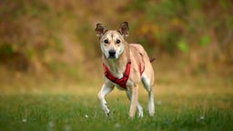 Hund mit beige-braunem Fell und rotem Geschirr läuft über eine Wiese 