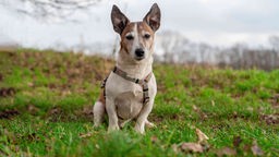 Hund mit kurzem weiß-braunem Fell sitzt auf einer Wiese und schaut in Richtung Kamera 