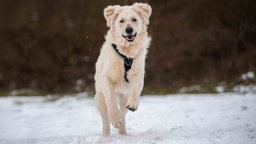 Hund mit weißem flauschigem Fell läuft über eine mit Schnee bedeckte Wiese 