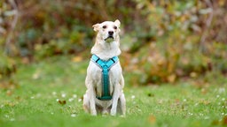 Ein Hund mit braun-weißem Fell sitzt auf einer Wiese 