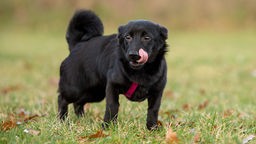 Schwarzer, kleiner Hund mit einem roten Geschirr steht auf einer Wiese und schleckt sich das Maul 