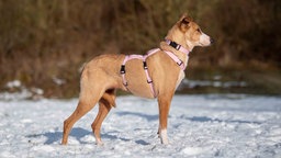 Eine Hündin mit braun-weißem Fell steht seitlich auf einer mit Schnee bedeckten Wiese 