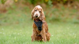 Ein Hund mit langem rotem Fell und Schlappohren auf einer Wiese 