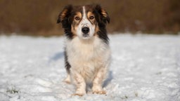 Ein Hund mit braun-weißem wuscheligem Fell auf einer mit Schnee bedeckten Wiese 