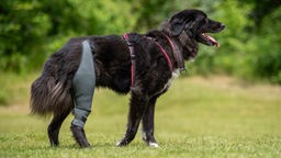 Hund mit braunem Fell und weißen Flecken trägt Schiene am rechten Bein