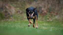 Hund mit schwarz-braunem Fell läuft über eine Wiese 