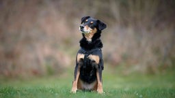 Hund mit schwarz-braunem Fell sitzt auf einer Wiese und schaut in die Luft 