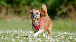 Braun-weißer kleiner Hund mit rotem Geschirr läuft über eine Wiese