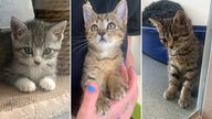 Collage aus den Fotos von drei getigerten kleinen Kätzchen