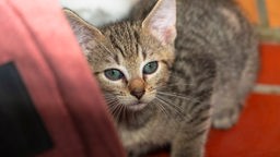 Ein Katzenkitten mit getigertem Fell und grünen Augen in Nahaufnahme 