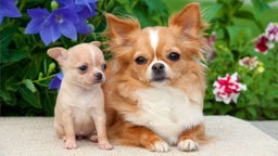 Kleine Hunde - Chihuahuahündin mit Welpe