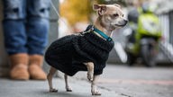 Kleine Hunde - Chihuahua bei kalter Witterung