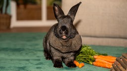 Ein dunkelbrauner großer Hase sitzt auf einer dunkelgrünen Decke mit Karotten