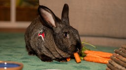 Ein dunkelbrauner großer Hase sitzt auf einer dunkelgrünen Decke und knabbert Karotten