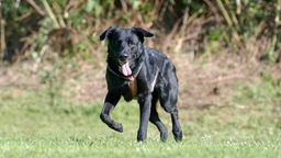 Schwarzer Hund läuft hechelnd über eine Wiese