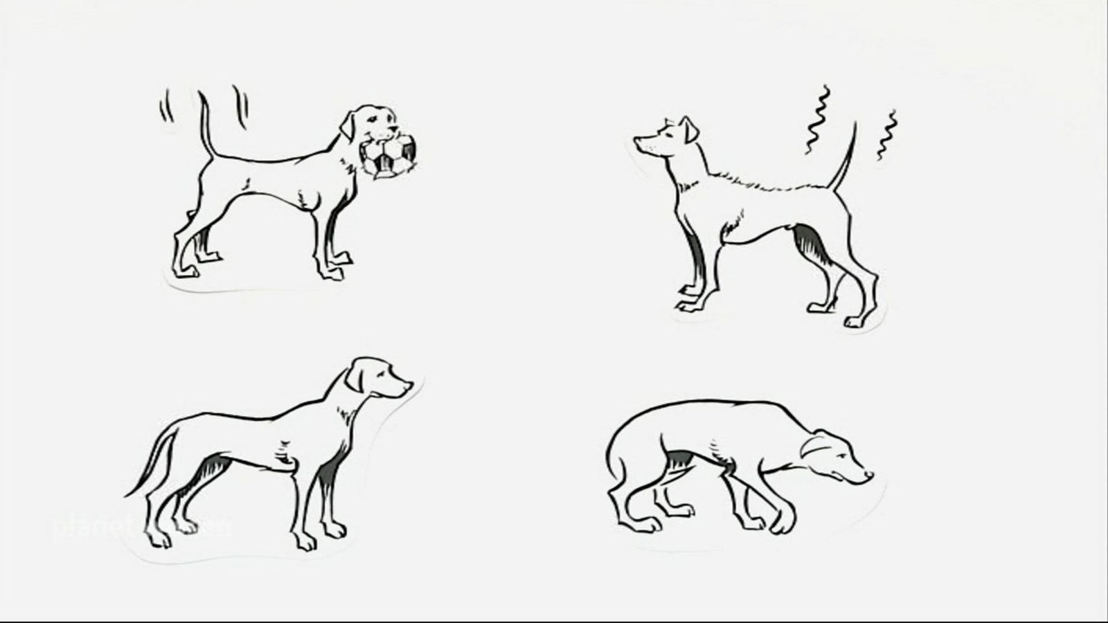 Hollow Arthur genstand Schwanzwedeln & Co. richtig verstehen, Die Körpersprache der Hunde - Tiere  suchen ein Zuhause - Fernsehen - WDR