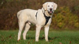 Ein großer Hund mit weißem Fell steht auf einer Wiese 