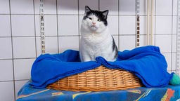 Kater mit schwarz-weißem Fell sitzt in einem Katzenkorb auf einer blauen Decke