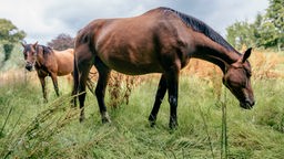 Pferd mit dunkelbraunem Fell steht mit einem weiteren Pferd auf einer Weide 